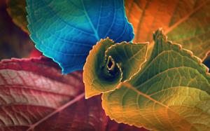 Colorful leaves wallpaper thumb