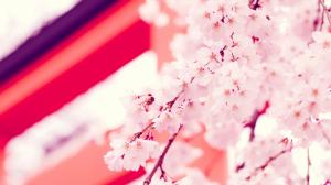 Flowers Cherry Blossom Macro HD wallpaper thumb