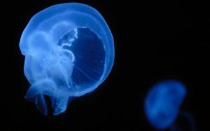 Jellyfish Underwater HD wallpaper thumb