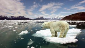 Ice floes, sea water, melting snow, polar bear wallpaper thumb