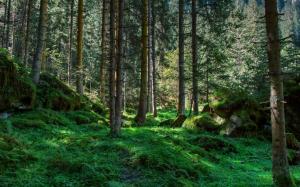 Forest, trees, greenery, moss, stones wallpaper thumb