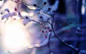 Snow, winter, tree, branches, berries, sun, bokeh wallpaper thumb