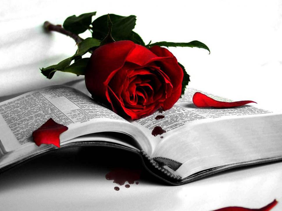 Red Rose And Book  High Resolution Jpeg wallpaper,happy valentine wallpaper,heart wallpaper,love wallpaper,red rose wallpaper,valentine wallpaper,1280x960 wallpaper