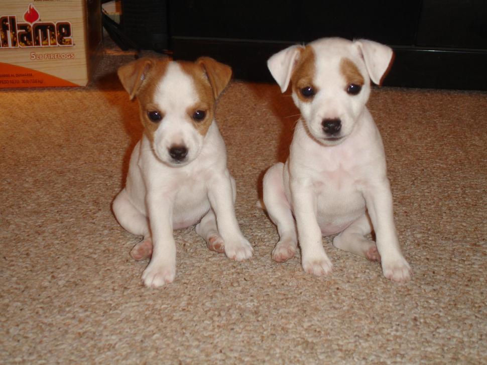 Jack Russell Puppies wallpaper,puppies HD wallpaper,animals HD wallpaper,2048x1536 wallpaper