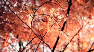 Leaves Autumn Tree HD wallpaper thumb