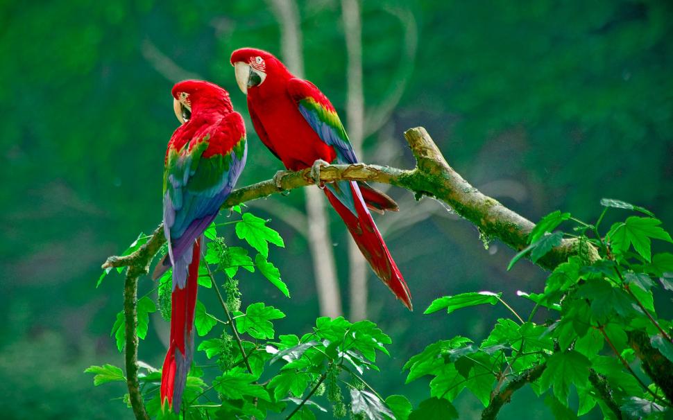 Pair Parrots wallpaper,tail feathers HD wallpaper,beak HD wallpaper,leaves HD wallpaper,Nature HD wallpaper,forest HD wallpaper,branch HD wallpaper,pair HD wallpaper,parrot HD wallpaper,2880x1800 wallpaper