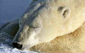 Polar Bear Bear Sleep Snow HD wallpaper thumb