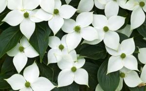 Four petals of white flowers wallpaper thumb