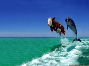 cow and dolphin cow-and-dolphin HD wallpaper thumb