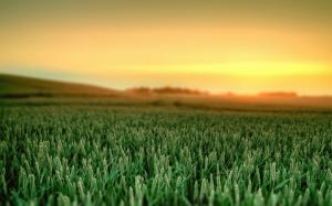 Wheat Fields  High Resolution Stock Images wallpaper thumb