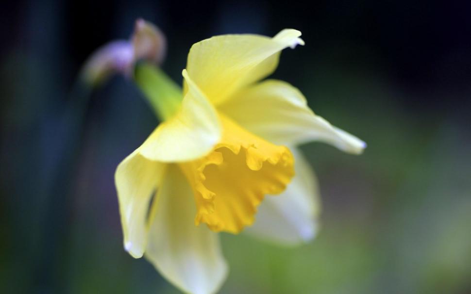Narcissus Macro Flower Yellow wallpaper,narcissus HD wallpaper,macro HD wallpaper,flower HD wallpaper,yellow HD wallpaper,1920x1200 wallpaper