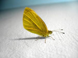 Yellow Butterfly Backgrounds wallpaper thumb