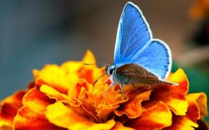 Orange flowers with blue butterfly wallpaper thumb