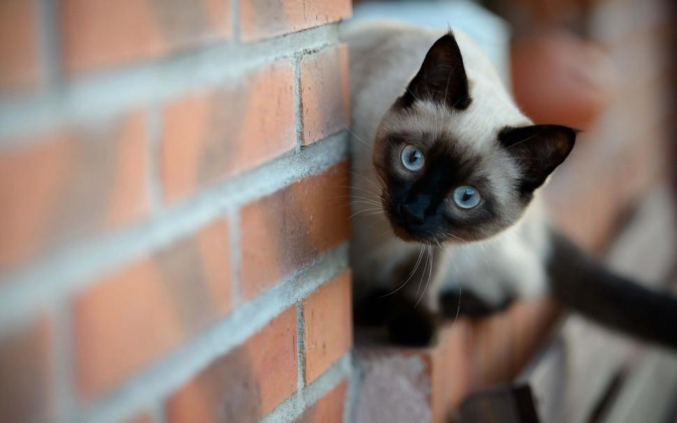 Siamese Cat on Brick Wall wallpaper,siamese cat HD wallpaper,cute HD wallpaper,agile HD wallpaper,2560x1600 wallpaper