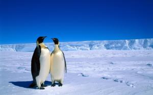 Penguins in Antarctica wallpaper thumb