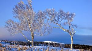 Winter, trees, white snow, hills, blue sky wallpaper thumb
