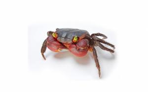 Crab Waits For Haunting wallpaper thumb