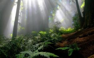 Sun Rays in the Forest wallpaper thumb