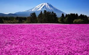 Japan, Fuji volcano, mountain, trees, flowers wallpaper thumb