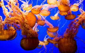 Animal, Jellyfish, Fish, Blue, Sea wallpaper thumb