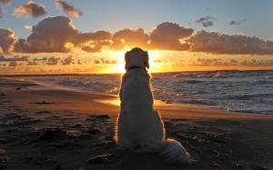 Sunset with Dog wallpaper thumb