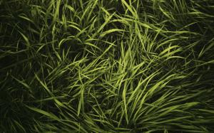 Grass Green HD wallpaper thumb