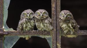 Baby Owls wallpaper thumb