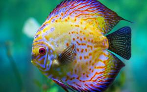 Beautiful discus fish, aquarium wallpaper thumb