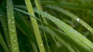 Raindrops on the grass wallpaper thumb