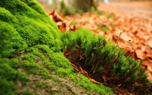 Grass, Leaves, Macro, Nature, Moss wallpaper thumb
