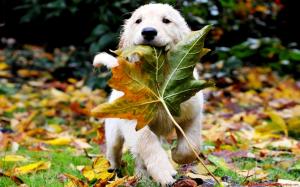 Dog Playing A Leaf wallpaper thumb