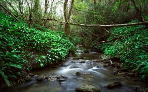 River Stream Jungle Forest Trees Rocks Stones Green HD wallpaper thumb