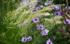 Purple flowers, grass, summer wallpaper thumb