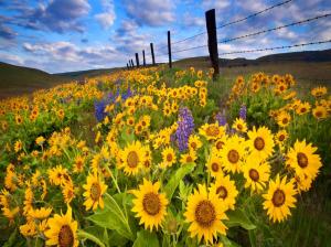 Meadow Of Sunflowers wallpaper thumb
