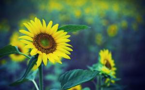 Spring sunflower, yellow flowers, green fuzzy background wallpaper thumb