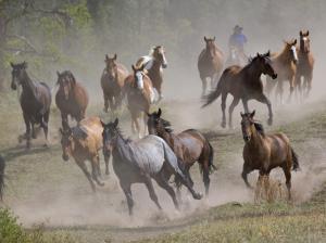 Herd of horses wallpaper thumb