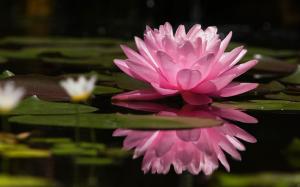 Nature, Lotus Flowers, Pink, Water wallpaper thumb