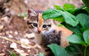 Small cat under the green leaves wallpaper thumb