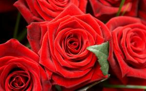 Romantic red roses wallpaper thumb