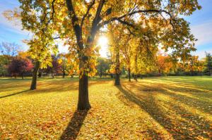 Yellow park with trees wallpaper thumb