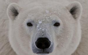 Polar Bear Up Close wallpaper thumb