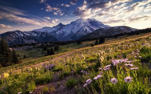 USA, Washington, National Park, mountains, trees, meadow, flowers, sunlight wallpaper thumb