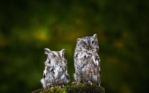 Funny owls wallpaper thumb
