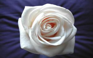 White Rose Widescreen HD wallpaper thumb