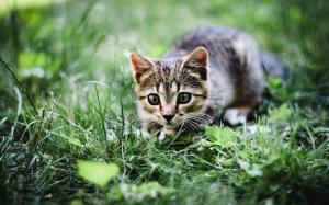 Cat, summer, grass wallpaper thumb