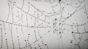 Spider Web Web Water Drops BW HD wallpaper thumb