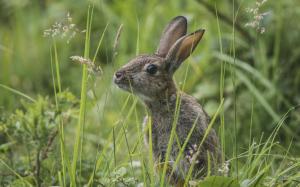 Wild bunny in the grass, gray rabbit wallpaper thumb