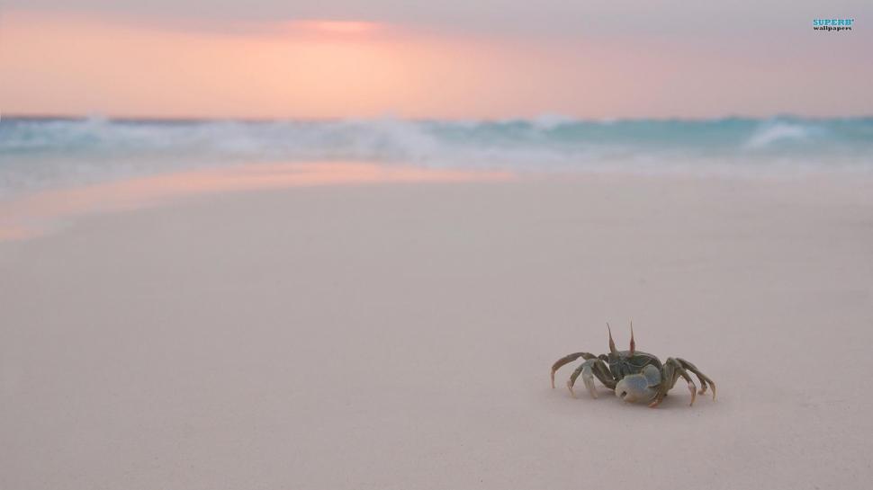Crab On The Beach wallpaper,nature HD wallpaper,beaches HD wallpaper,animals HD wallpaper,other HD wallpaper,1920x1080 wallpaper