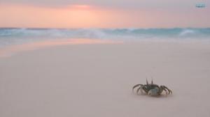 Crab On The Beach wallpaper thumb