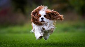 Spaniel Dog Runs On Grass wallpaper thumb
